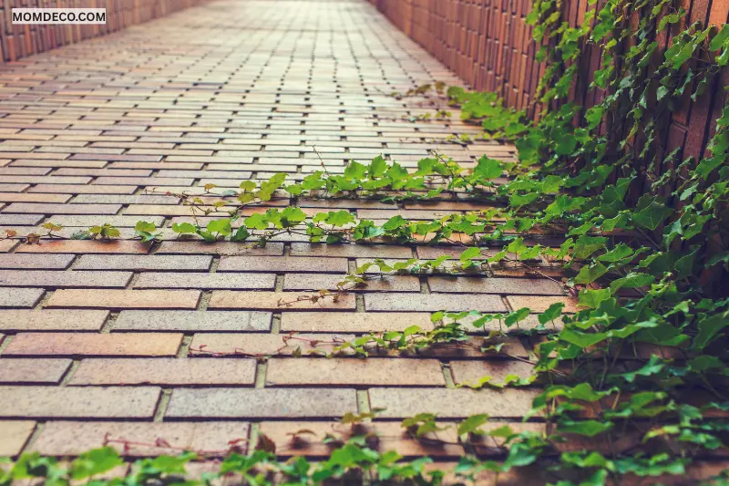 combine paving with plants