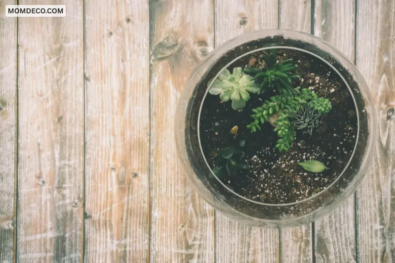 don’t overcrowd your diy terrarium design