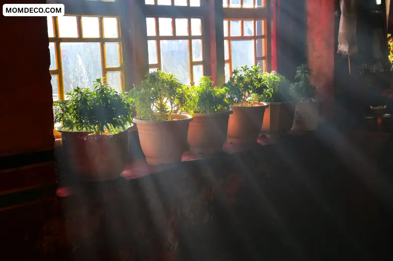 let natural light lead the design