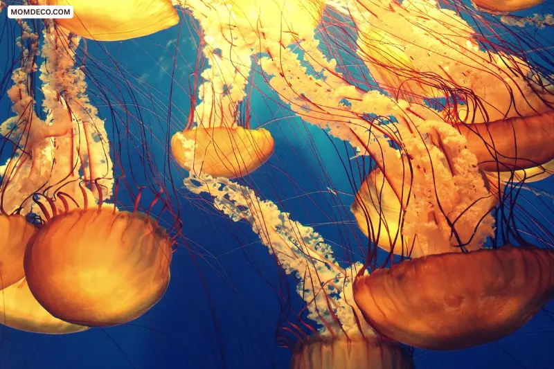 sea life and marine art wall decor